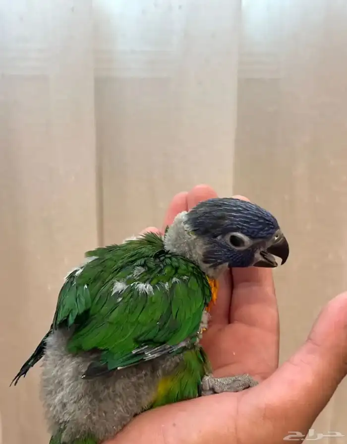 فروخ لوري لهواة الغر والهدد الخارجي 3