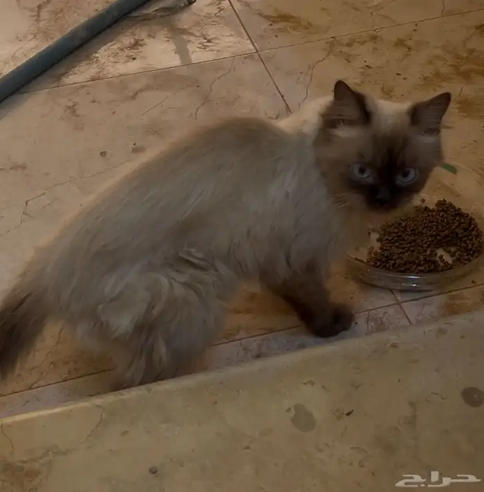 هملايا ضايع 0
