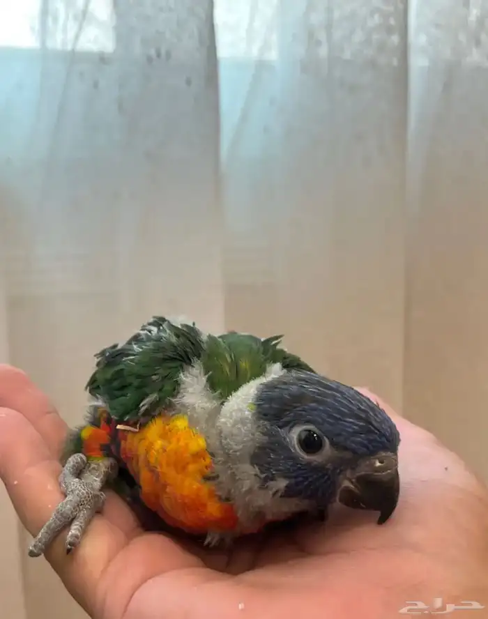 فروخ لوري لهواة الغر والهدد الخارجي 0