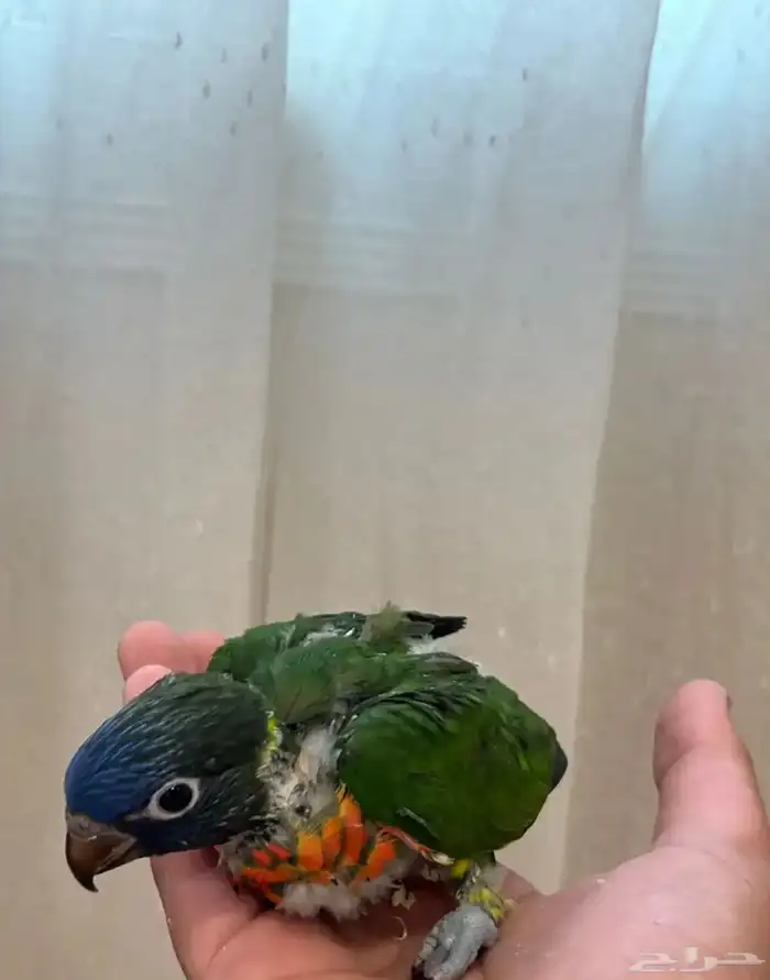 فروخ لوري لهواة الغر والهدد الخارجي 4