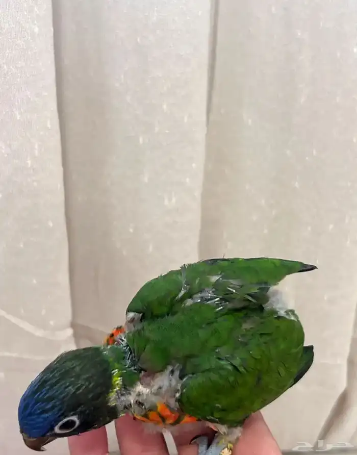 فروخ لوري لهواة الغر والهدد الخارجي 5