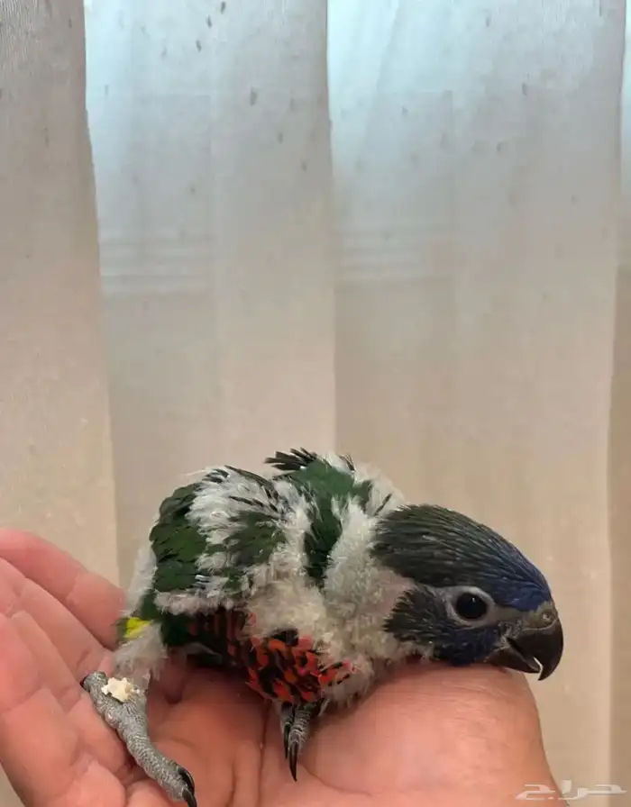 فروخ لوري لهواة الغر والهدد الخارجي 1