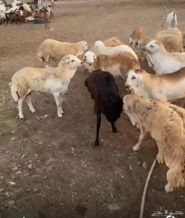 غنم رفيدي فل ظهر وطرف 1