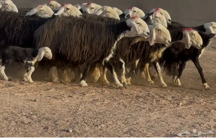 غنم نجد متابيع ودفيع فاااخره العدد 17 يتبعها 5 10