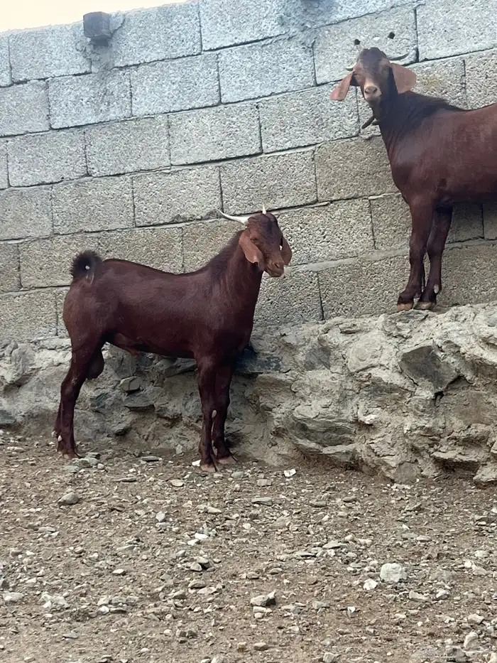 تيس ادهم فاخر 1