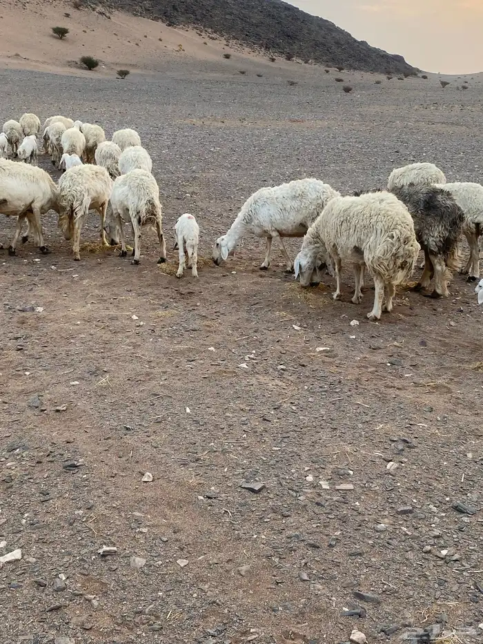 غنم حريات العدد 20 معها 8 غنم بر الموقع الحناكيه 5