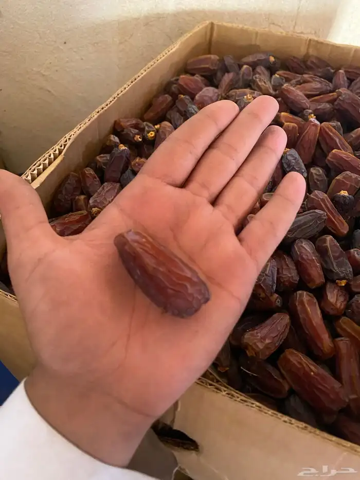 تمور للبيع حق السنة هاذي 2