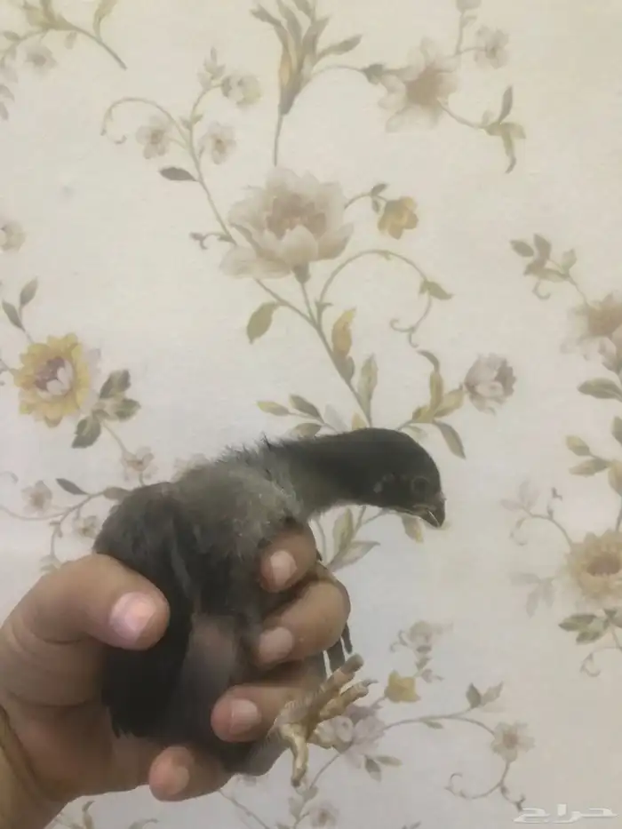 صيصان شامو الماني للبيع 1