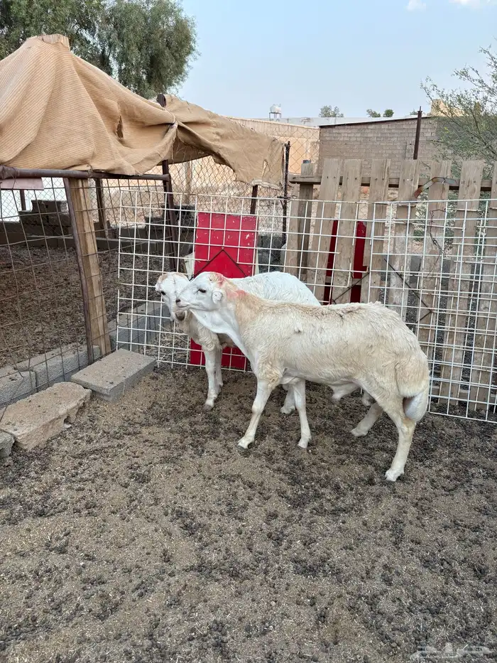 جذعان رفيده سمان والبيع سمح 0