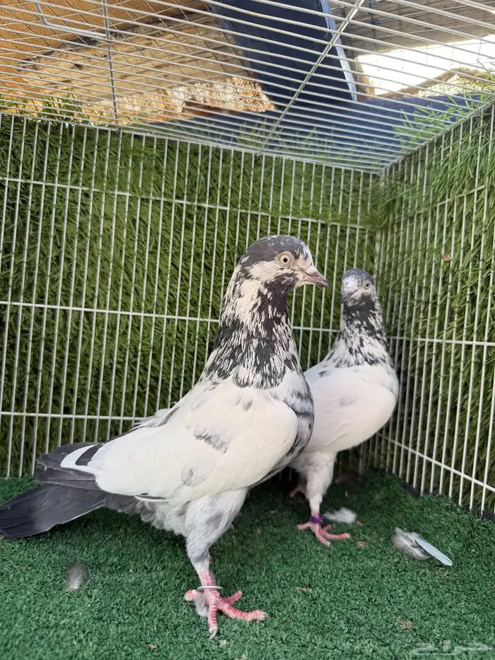 زوج علي ولا اساس توب 3