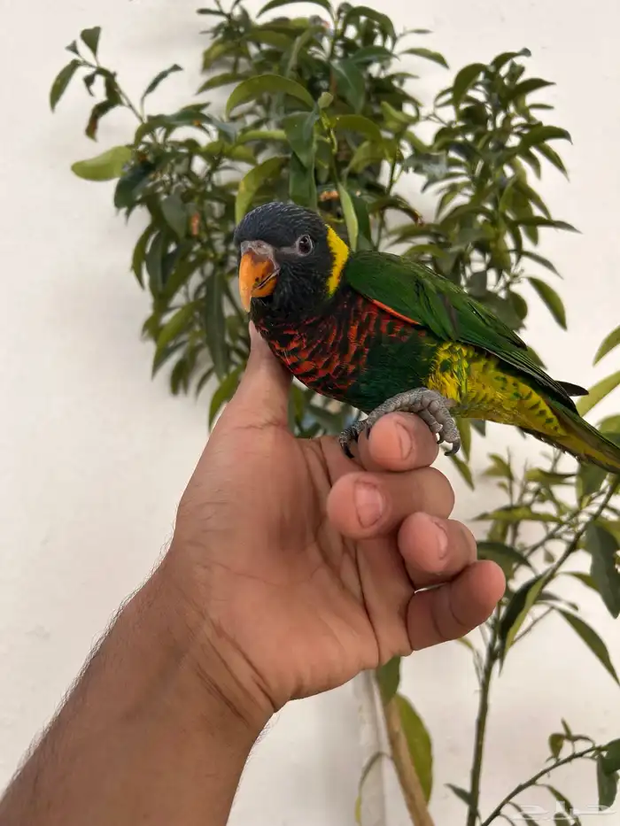 لوري سوانسون اليف و هدد داخلي و خارجي و بدايه كلام 2