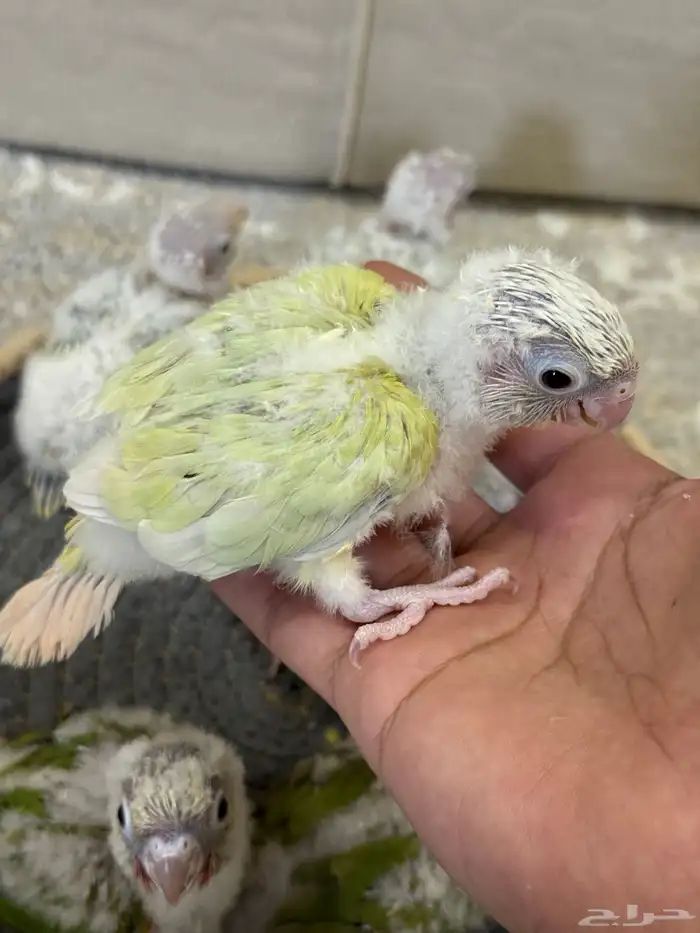 فروخ كنيور تم البيع جميع 0