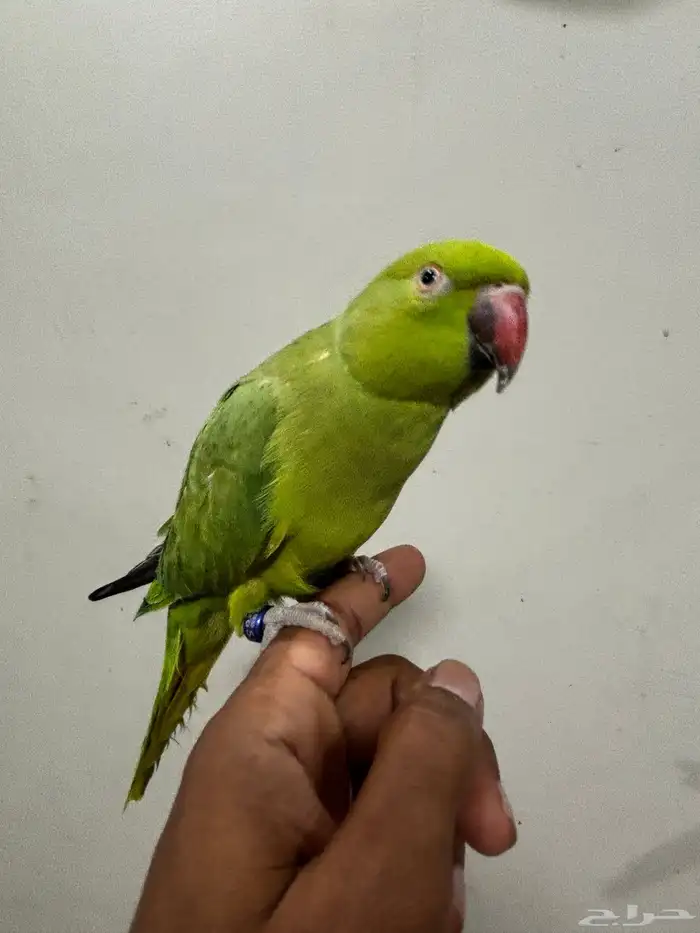 درة متكلمه أليفه للبيع 1