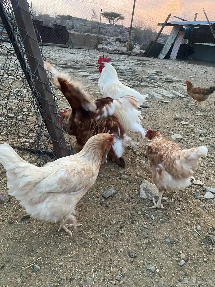 دجاج فرنسي ولهمان طيبه 15
