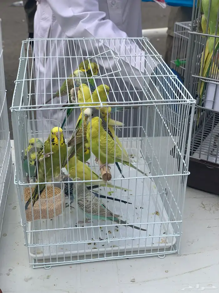 عصافير الحب 1