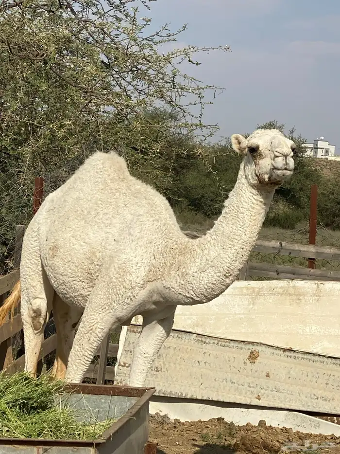 بكره للبيع 1