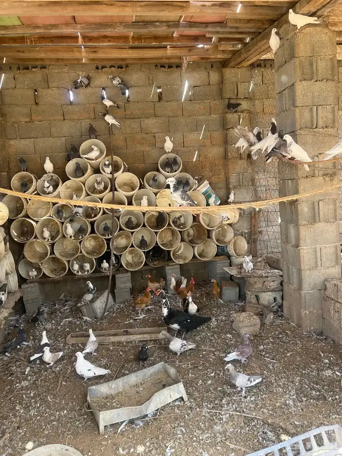حمام بلدي سوبر جانبو وفيه شويه زاجل 1