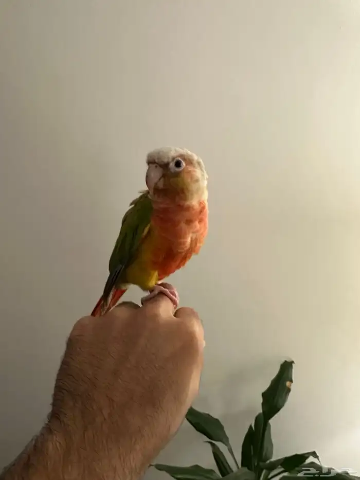 كنيور للبيع 0