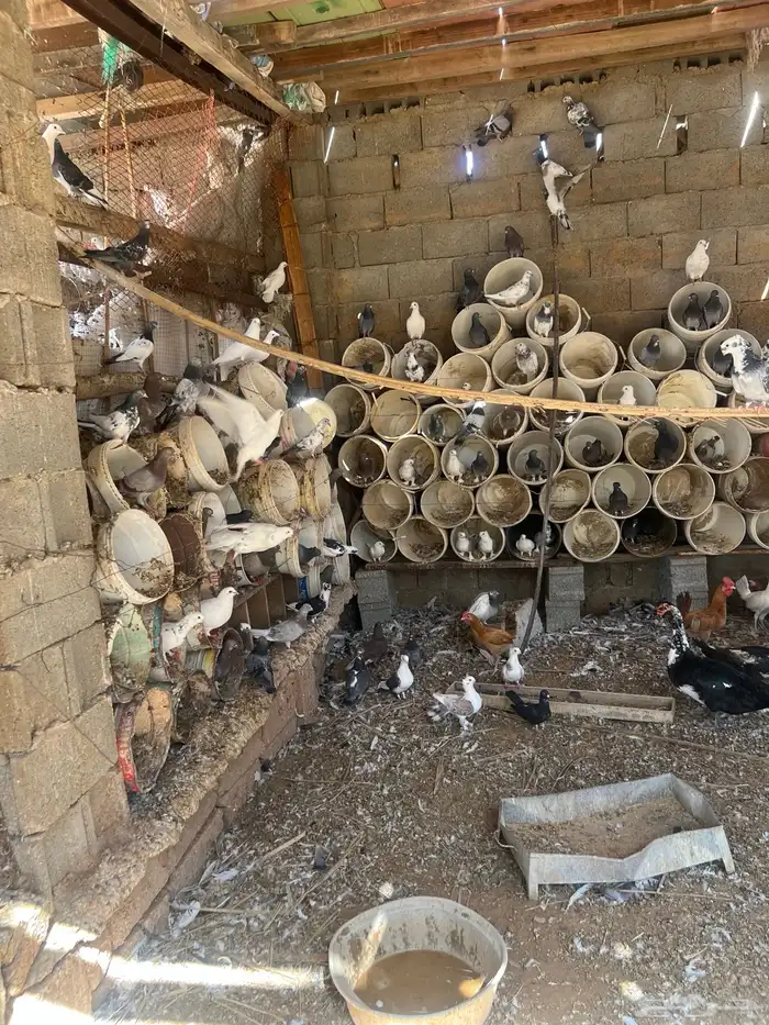 حمام بلدي سوبر جانبو وفيه شويه زاجل 0