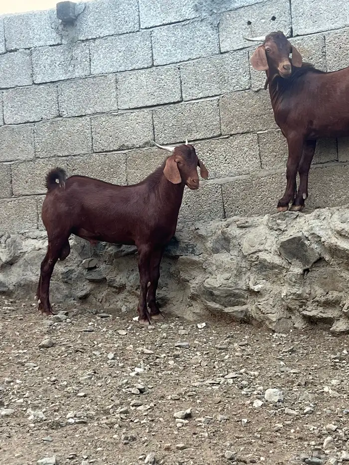 تيس ادهم فاخر 0