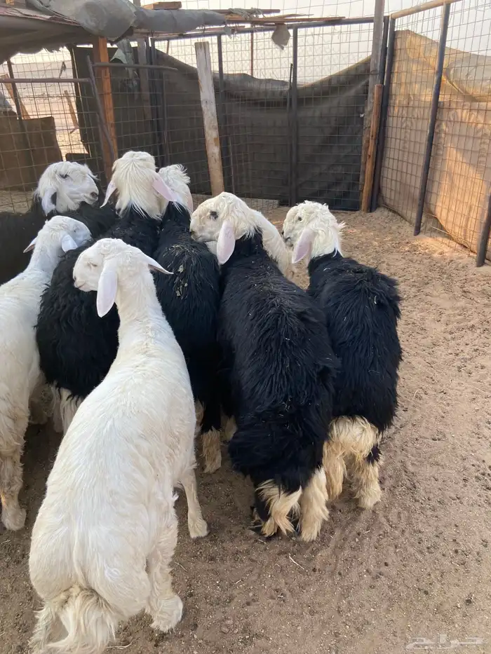 طليان نجد وحريات ذبايح ضيوف طيبه. يوجد ذبح وتوصيل. 4