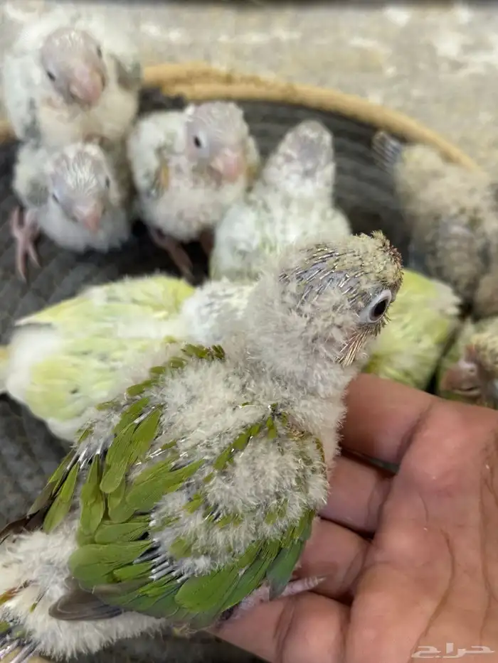 فروخ كنيور تم البيع جميع 2