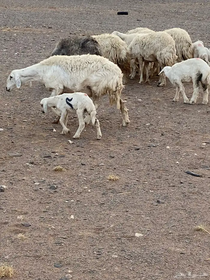 غنم حريات العدد 20 معها 8 غنم بر الموقع الحناكيه 8