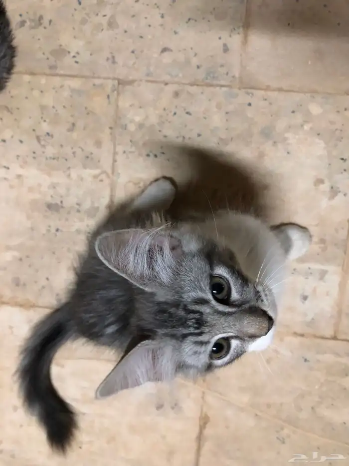 قطط 1