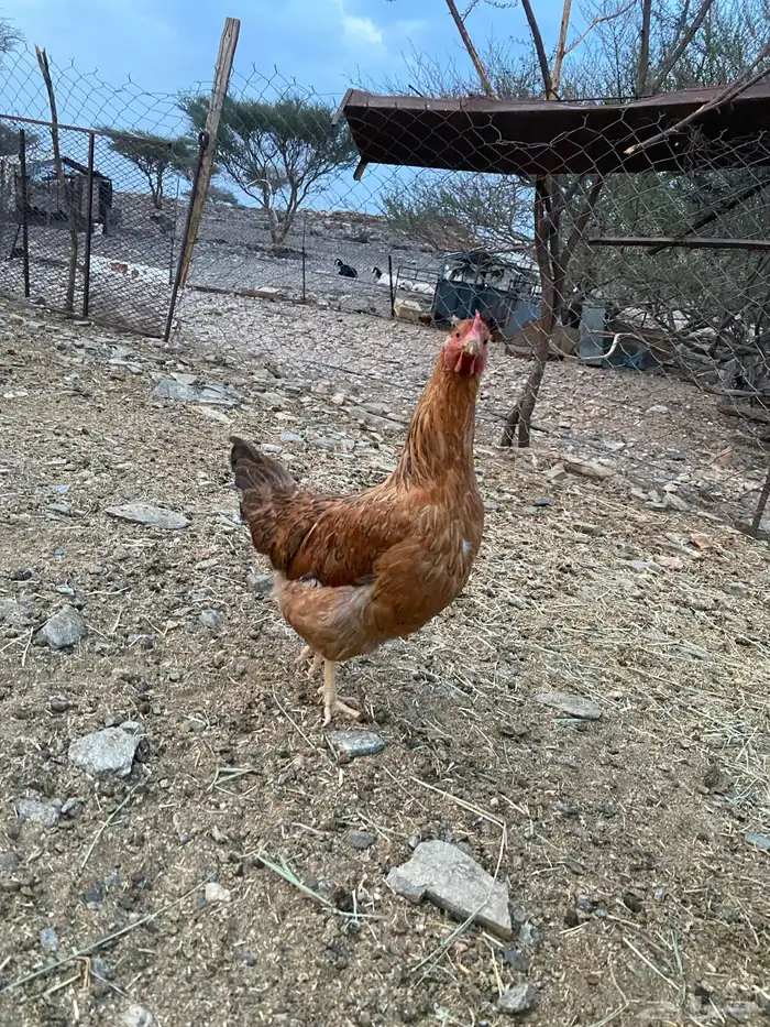 دجاج فرنسي ولهمان طيبه 3