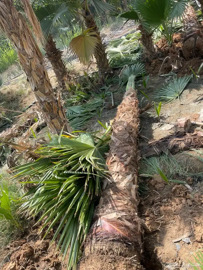 نخيل واشنطن للبيع بجميع انواع المقاسات لتواصل 7