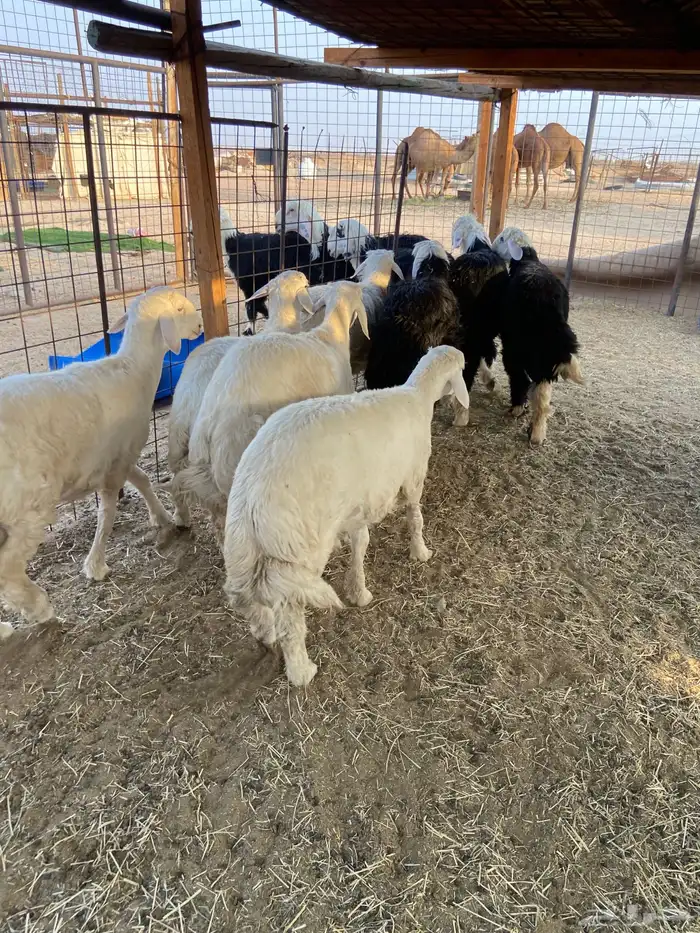 طليان نجد وحريات ذبايح ضيوف طيبه. يوجد ذبح وتوصيل. 3
