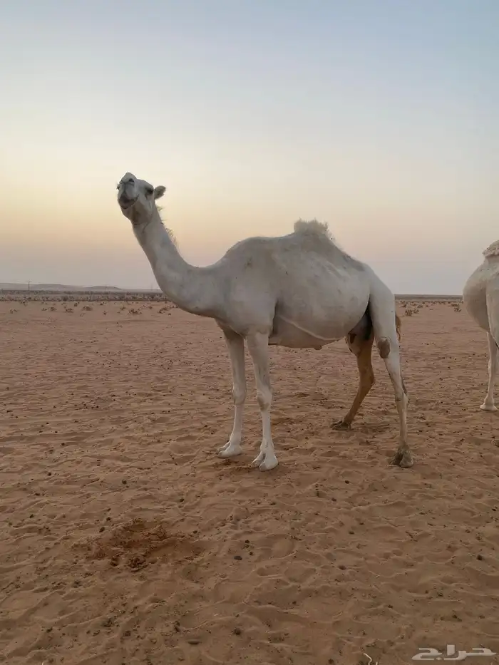 اعشرا معزوله بنته عنها للبيع 1