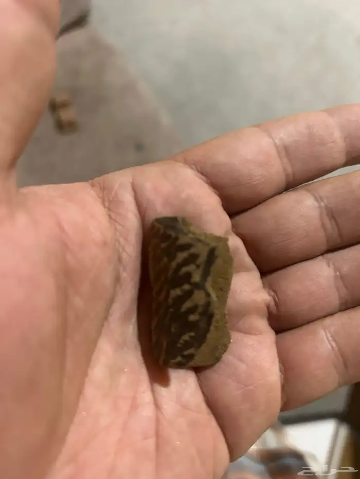 عود تايقر جمله وزوايا 3