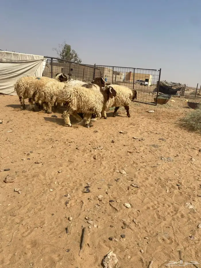 بهم نعيم جذعان جبره 1
