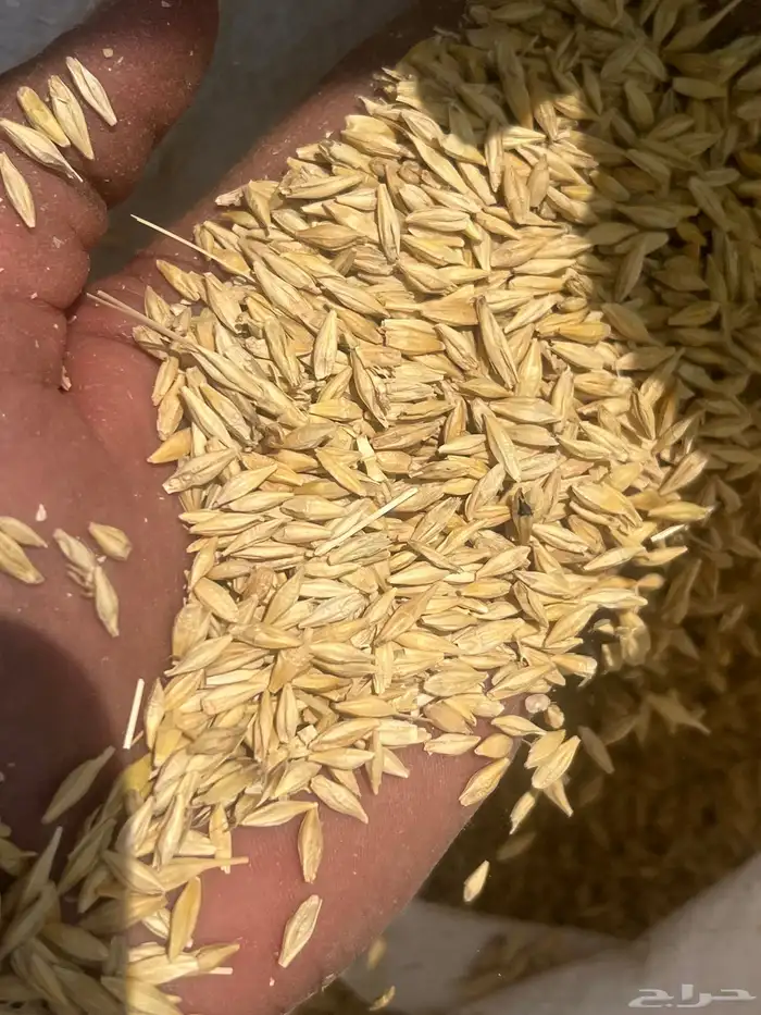 شعير 1