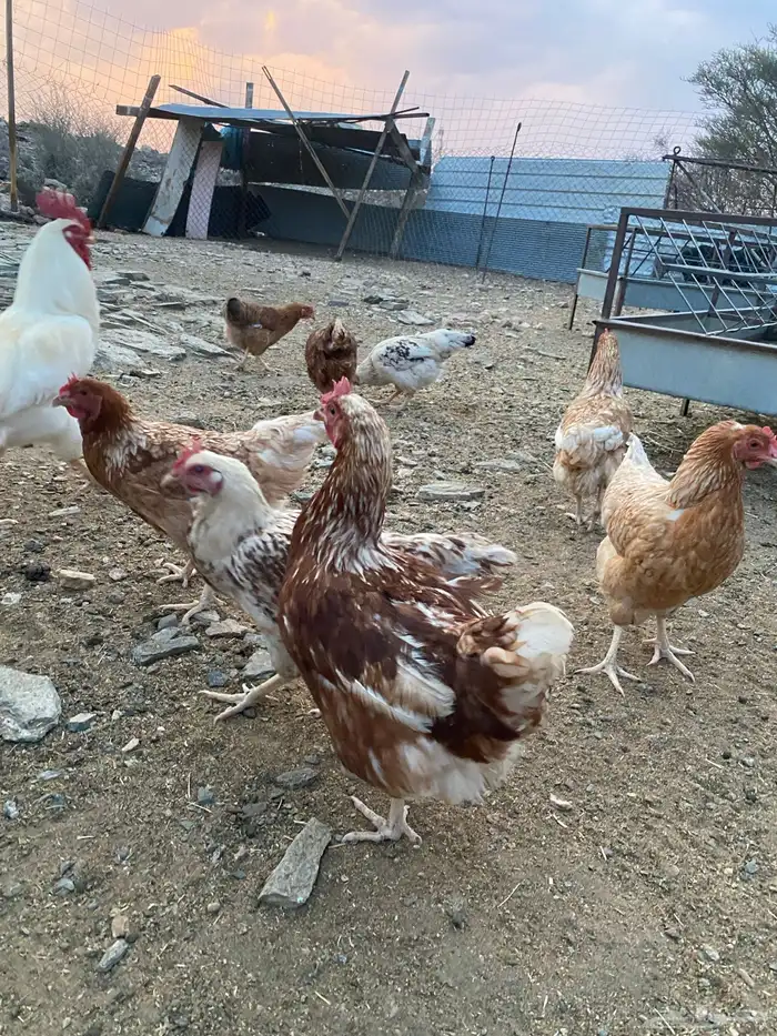 دجاج فرنسي ولهمان طيبه 14