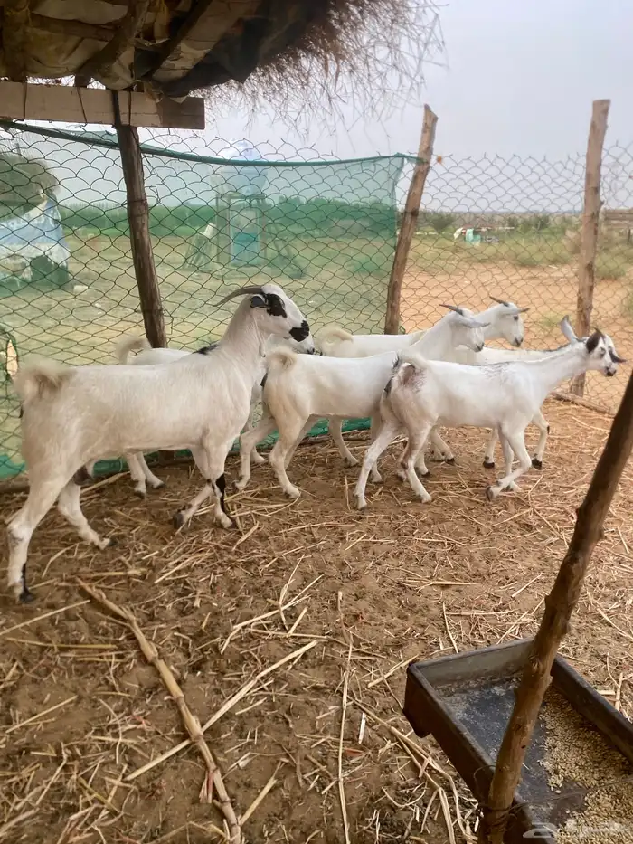 غنم صنف فاخر 5