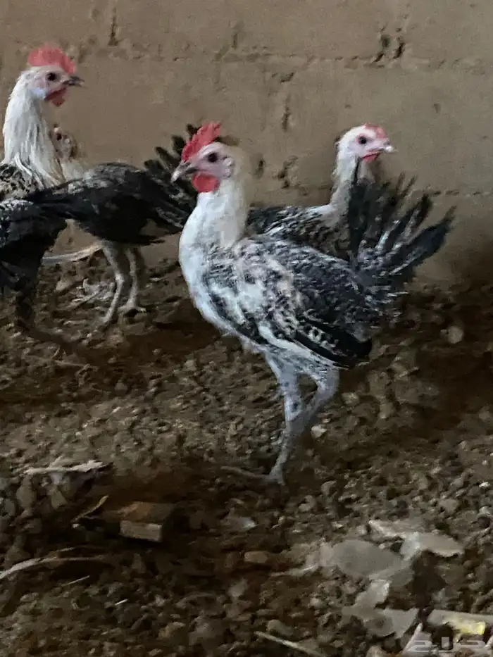 ديكه العمار من 5 اشهور ال ثلالث اشهور 2
