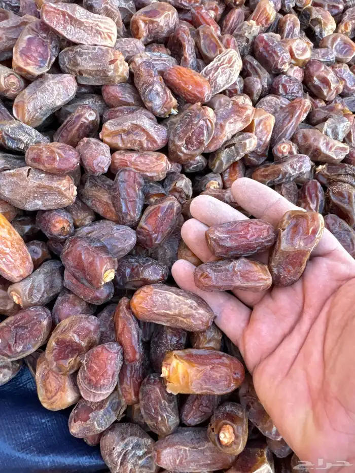 تمر صفري فلة ناشف رقم 2 حوطة بني تميم 1