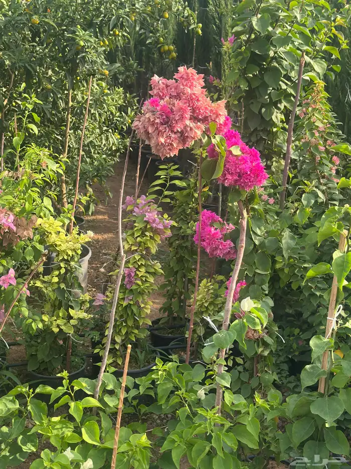 نباتات الزينة والعطريات والزهور   نجران 18