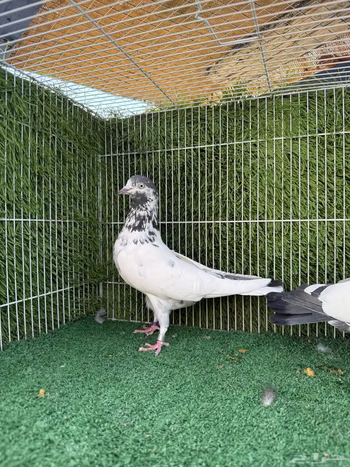زوج علي ولا اساس توب 9
