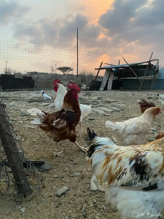 دجاج فرنسي ولهمان طيبه 9