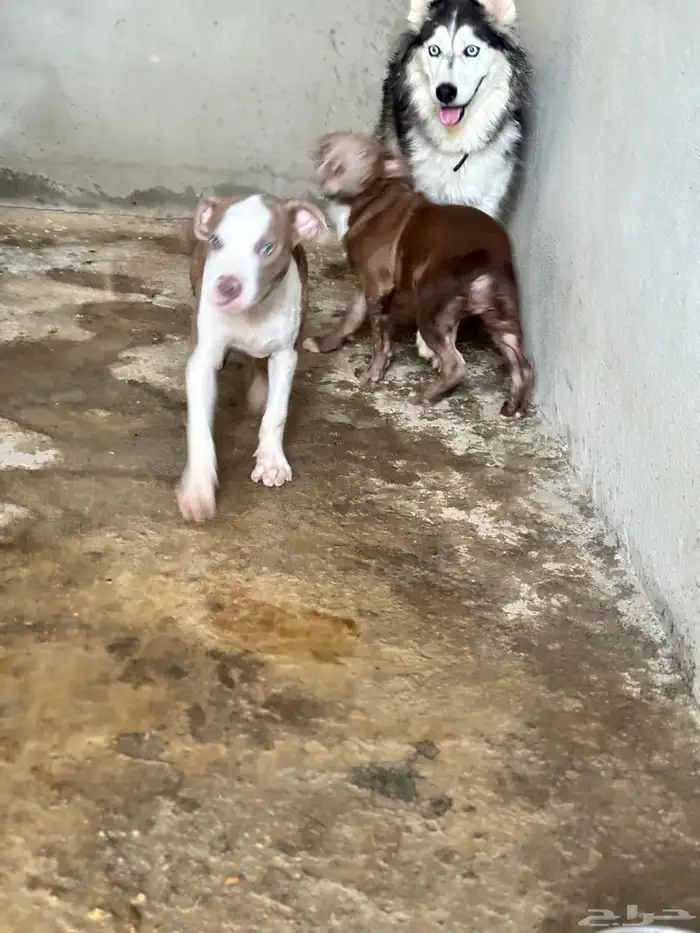 جراء بيت بول مستوى حلو للبيع 6