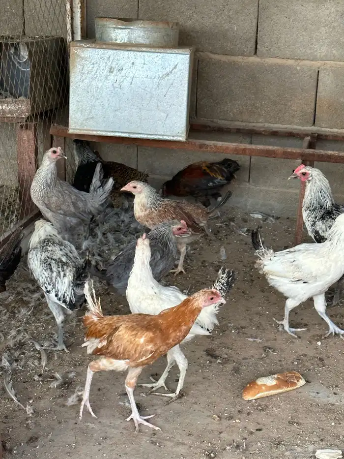 ديكه ودجاج 3