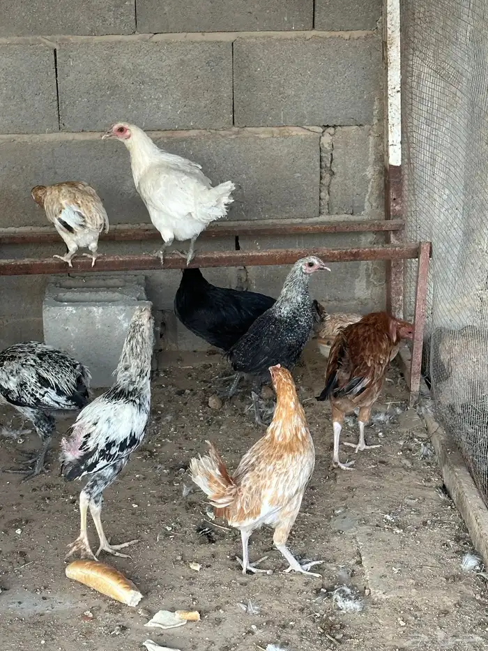 ديكه ودجاج 4