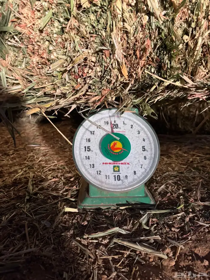 علف ذرة جيزانيه حمراء 5