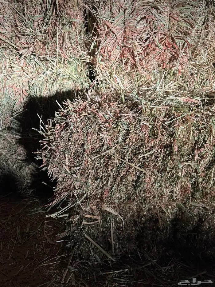 علف ذرة جيزانيه حمراء 0