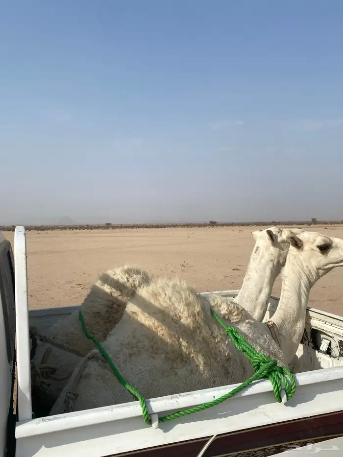 قعدان قصب 1