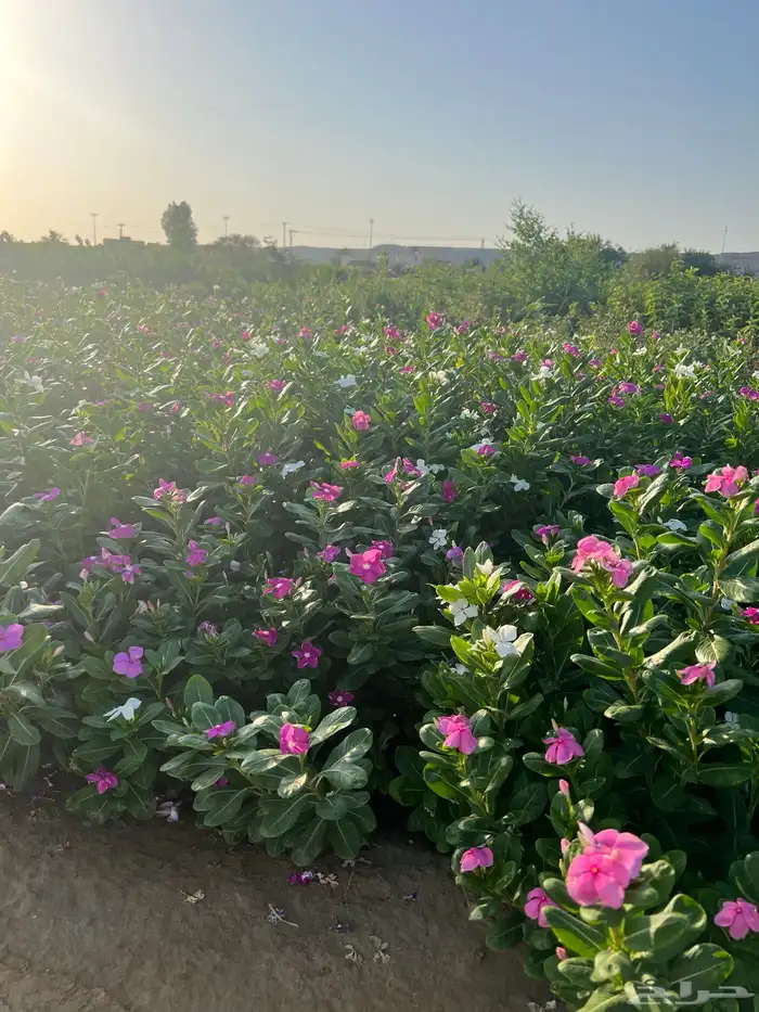 مشتل مؤسسة ميم للتشجير 3