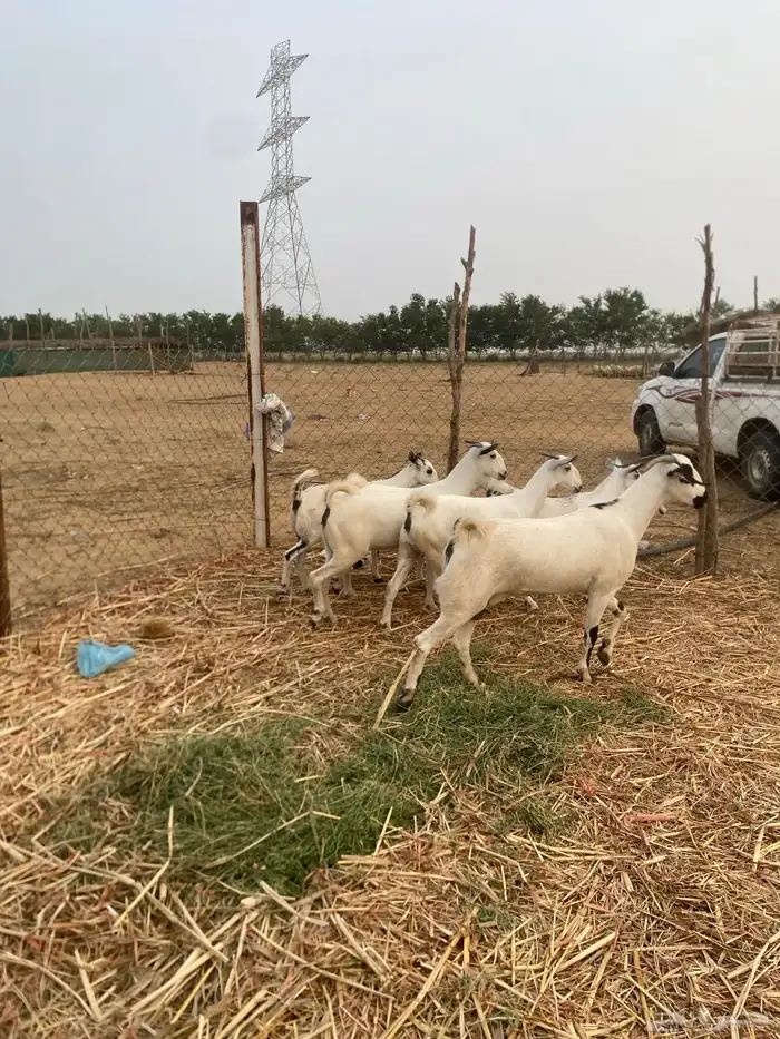 غنم صنف فاخر 3